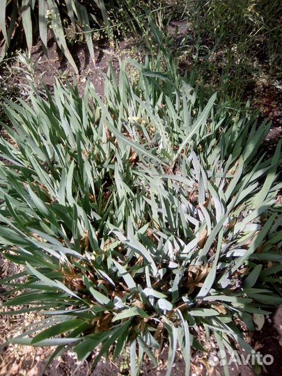 Цветы садовые