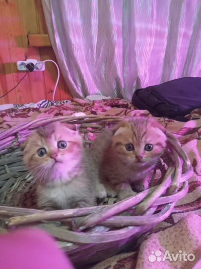 Британцы, котики