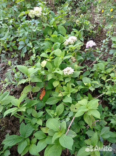 Гортензия саженцы