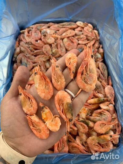 Креветка северная