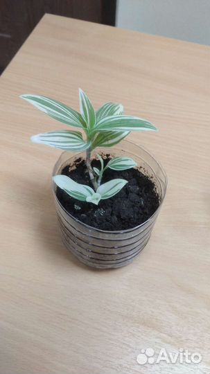 Традисканция