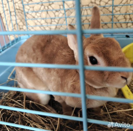 Кролик карликовый рекс