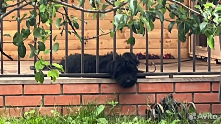 Резершнауцер