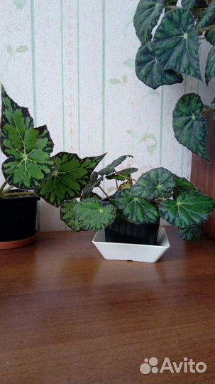 Бегония Бауэра (Тигровая)