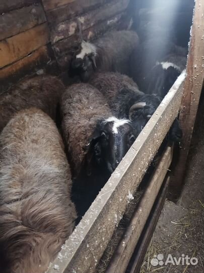 Баран продам курдючный
