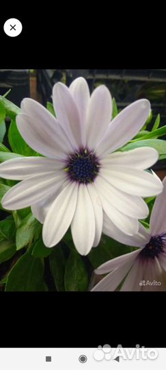 Остеоспермум