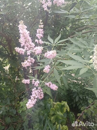 Витекс священный (Авраамово дерево)