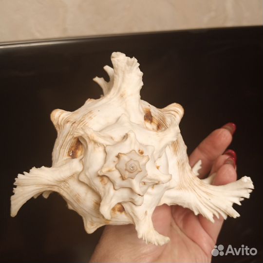 Ракушка морская