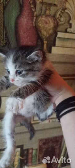 Котенок мальчик