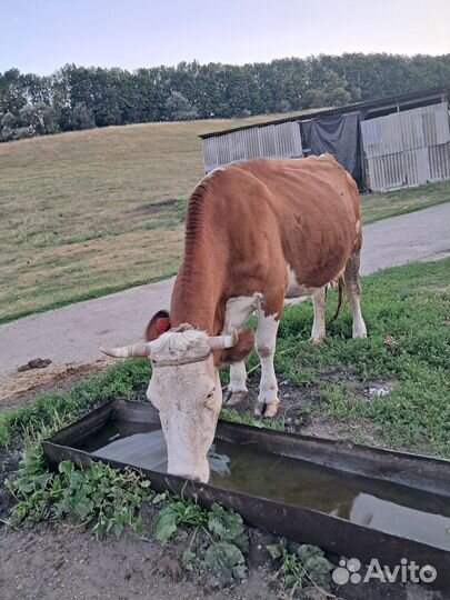 Коровы дойные