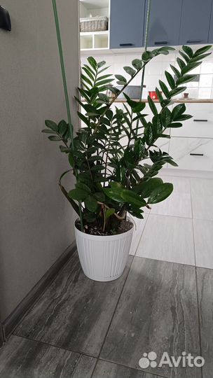 Замиокулькас