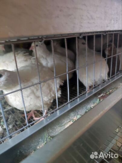 Перепел несушка маньчжурские, техасцы