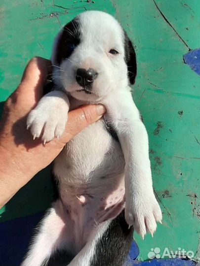 Щенки бесплатно