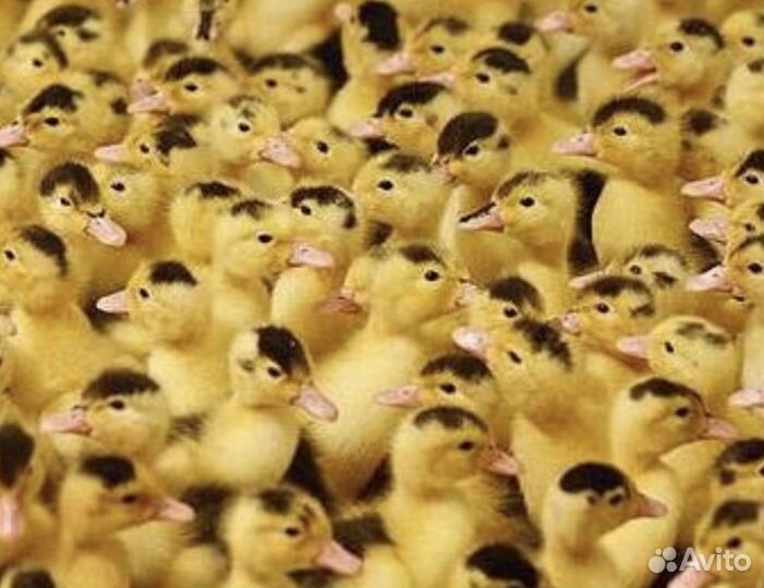 Утята Мулард