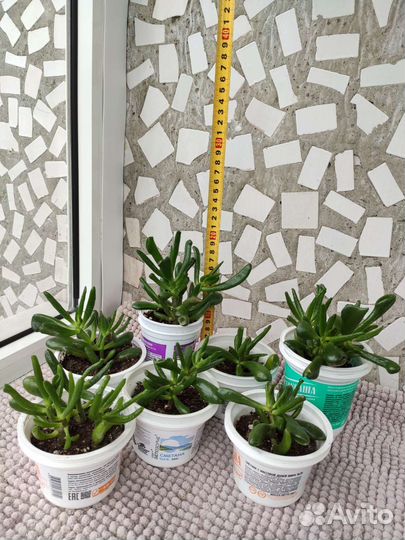 Крассула Коралл