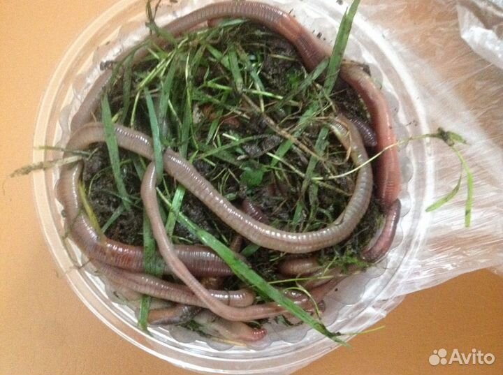 Выползок свежий есть в наличии