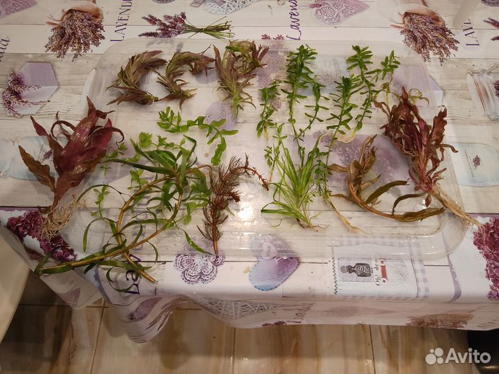 Прополка аквариума