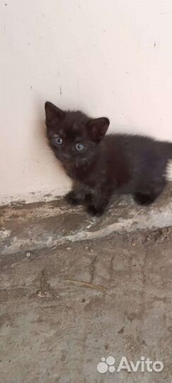 Кошка (имя:Милашка)