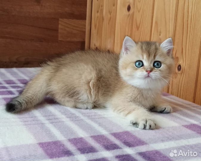 Британские золотистые и серебристые шиншиллы