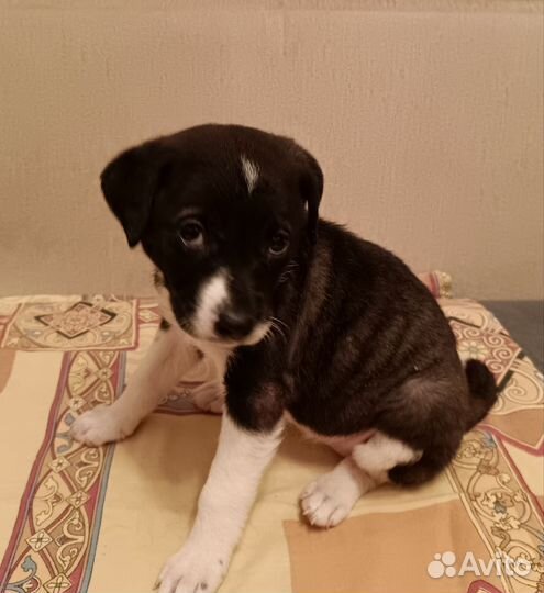 Собака в добрые руки щенок