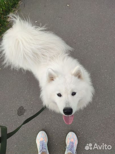 Передержка, выгул, зооняня, кинолог