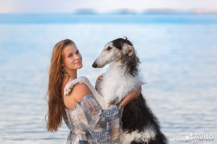 Фотосессии с собаками (русская псовая борзая)