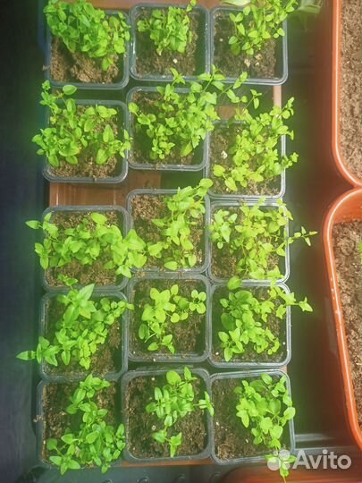 Диасция ампельная