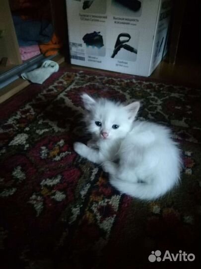 Котята турецкой ангоры в добрые руки 1 месяц