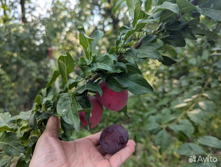 Алыча красная сладкая на еду, компот, вино,варенье
