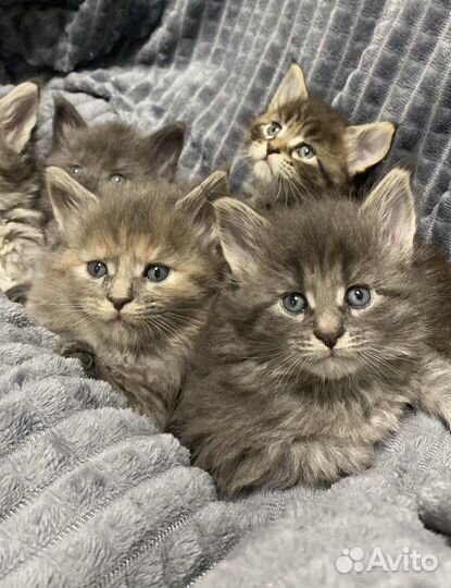 Котята мейн кун девочки с документами