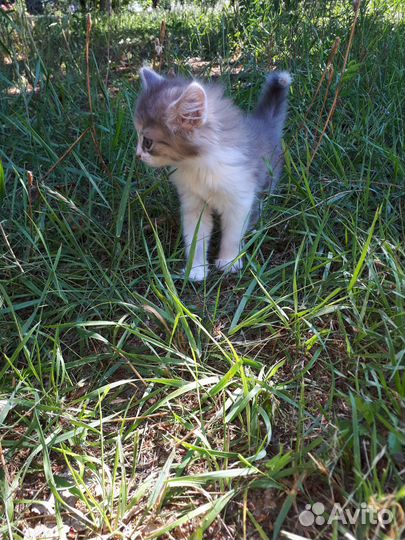 Котенок девочка в добрые руки