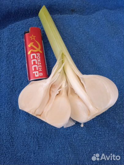 Молодой чеснок