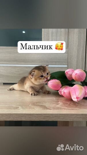 Котята золотая шиншилла