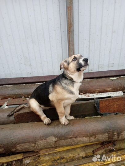 Собака 6 мес Амели