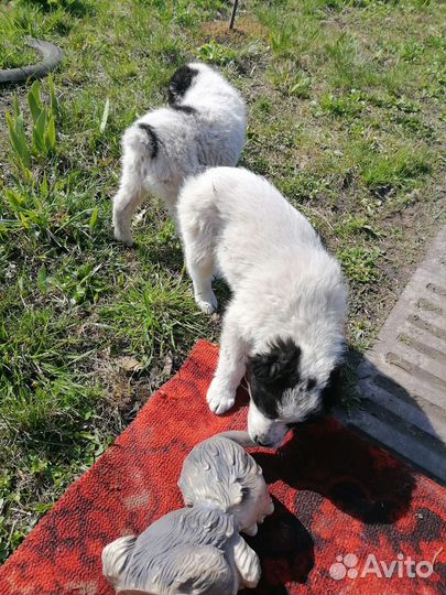 Щенки азиаты