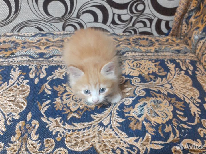 Котятки в добрые руки