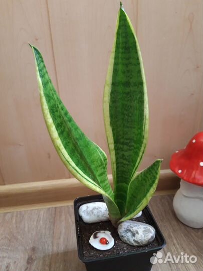 Сансевиерия Зейланика