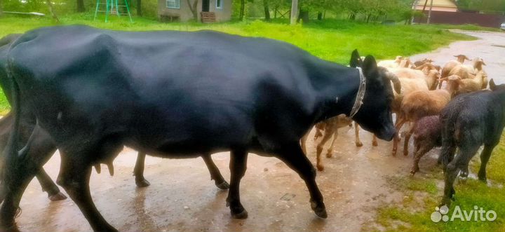 Корова дойная