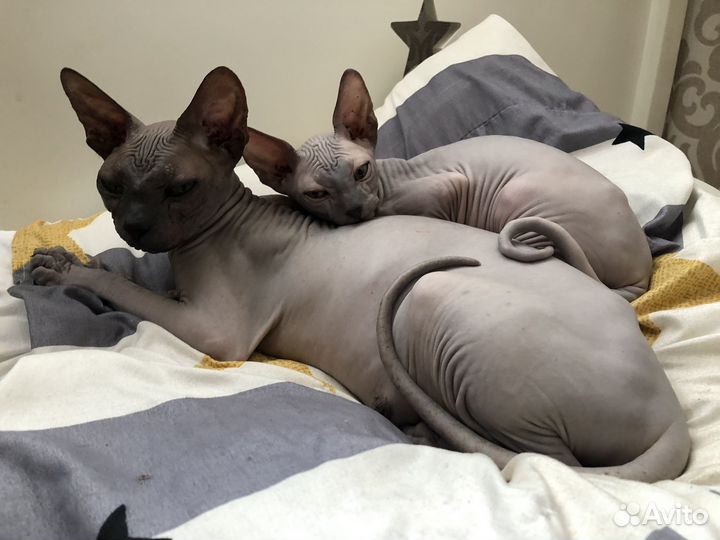 Котята сфинкс канадский
