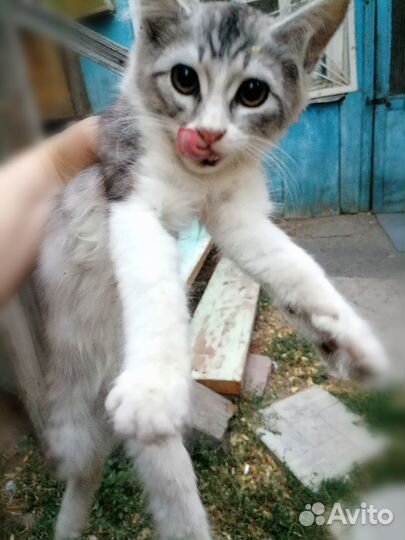 Отдам котяток в добрые руки