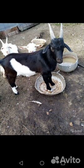 Козёл на племя