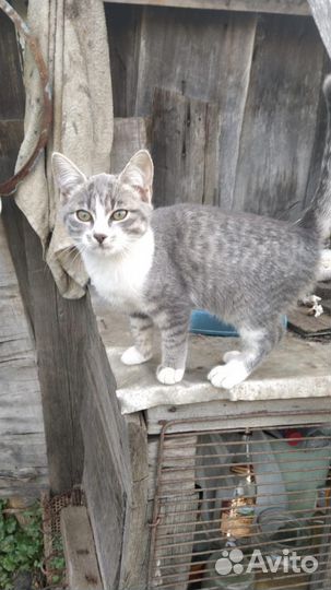 Кошки-крысоловки