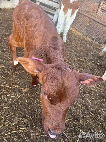 Отборные телята бычки быстрая доставка