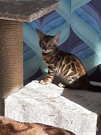 Бенгальская кошка