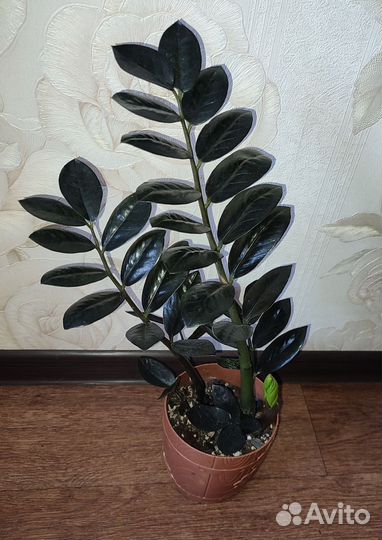 Замиокулькас Равен