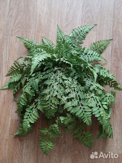 Папоротник искусственный