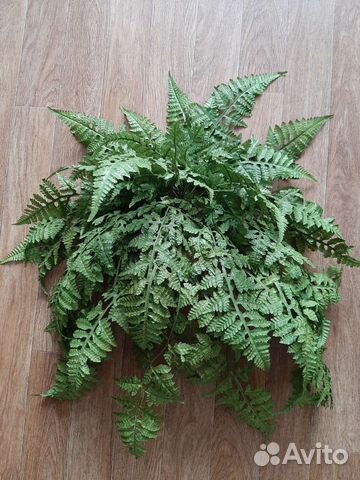 Папоротник искусственный