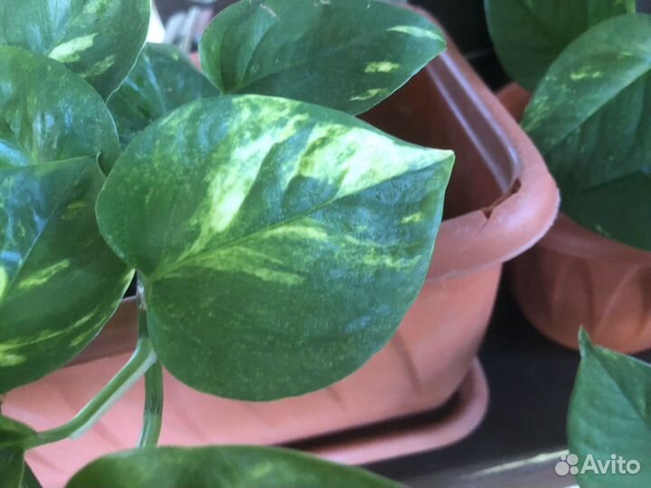 Сциндапсус