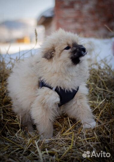 Щенок в добрые руки бесплатно
