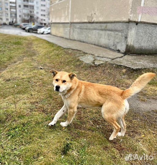 Золотой пес ищет дом, помесь с сиб-ину